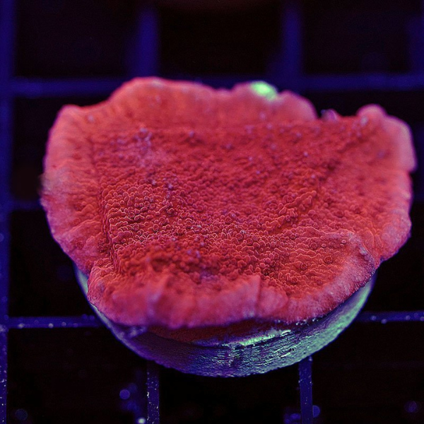 Montipora Capricornis Roja